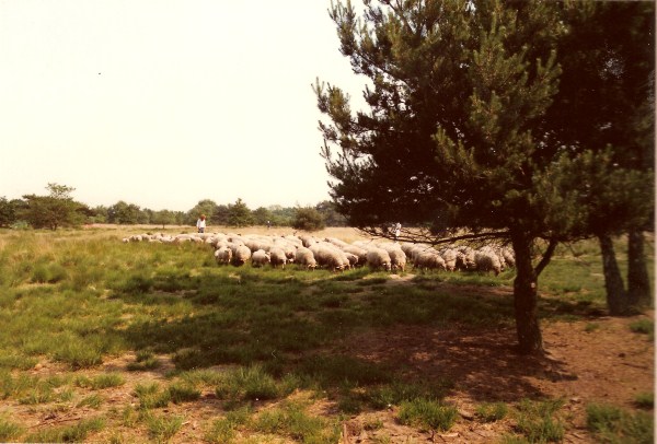 schapen2