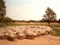 schapen1