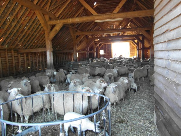 schapen in kooi
