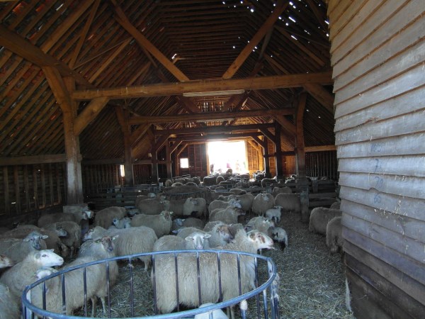 schapen in kooi2