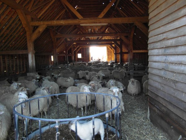 schapen in kooi3