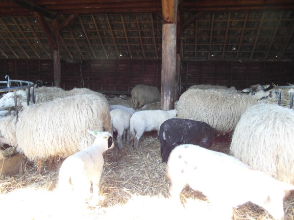 schapen in kooi4