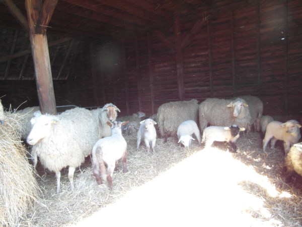 schapen in kooi5