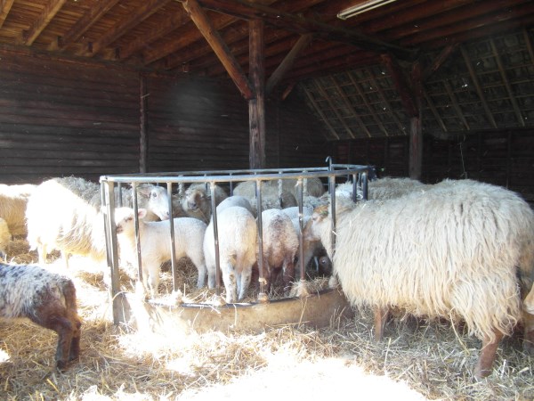 schapen in kooi6