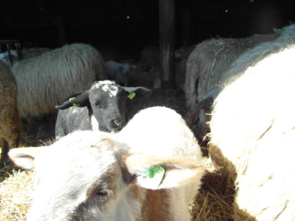 schapen in kooi7