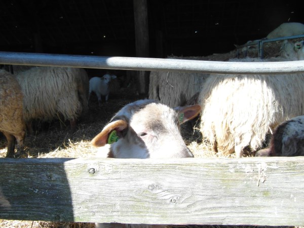 schapen in kooi8