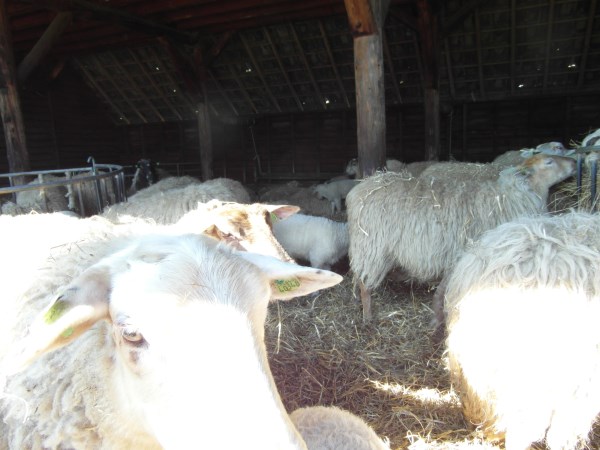 schapen in kooi9