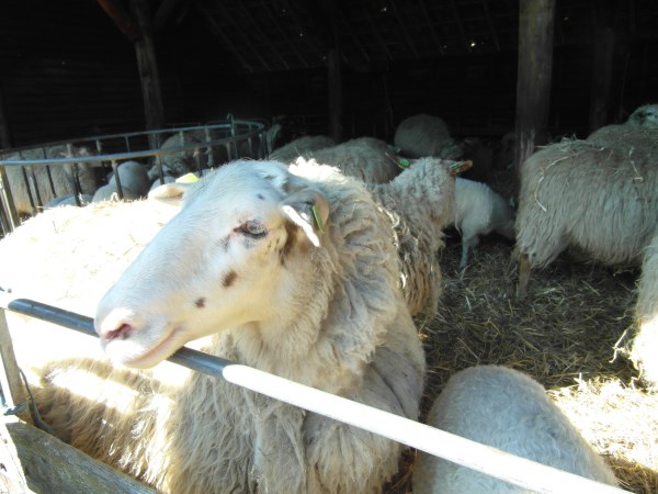 schapen in kooi10