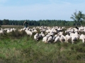 schapen met herder op heide