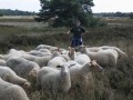 schapen met herderin