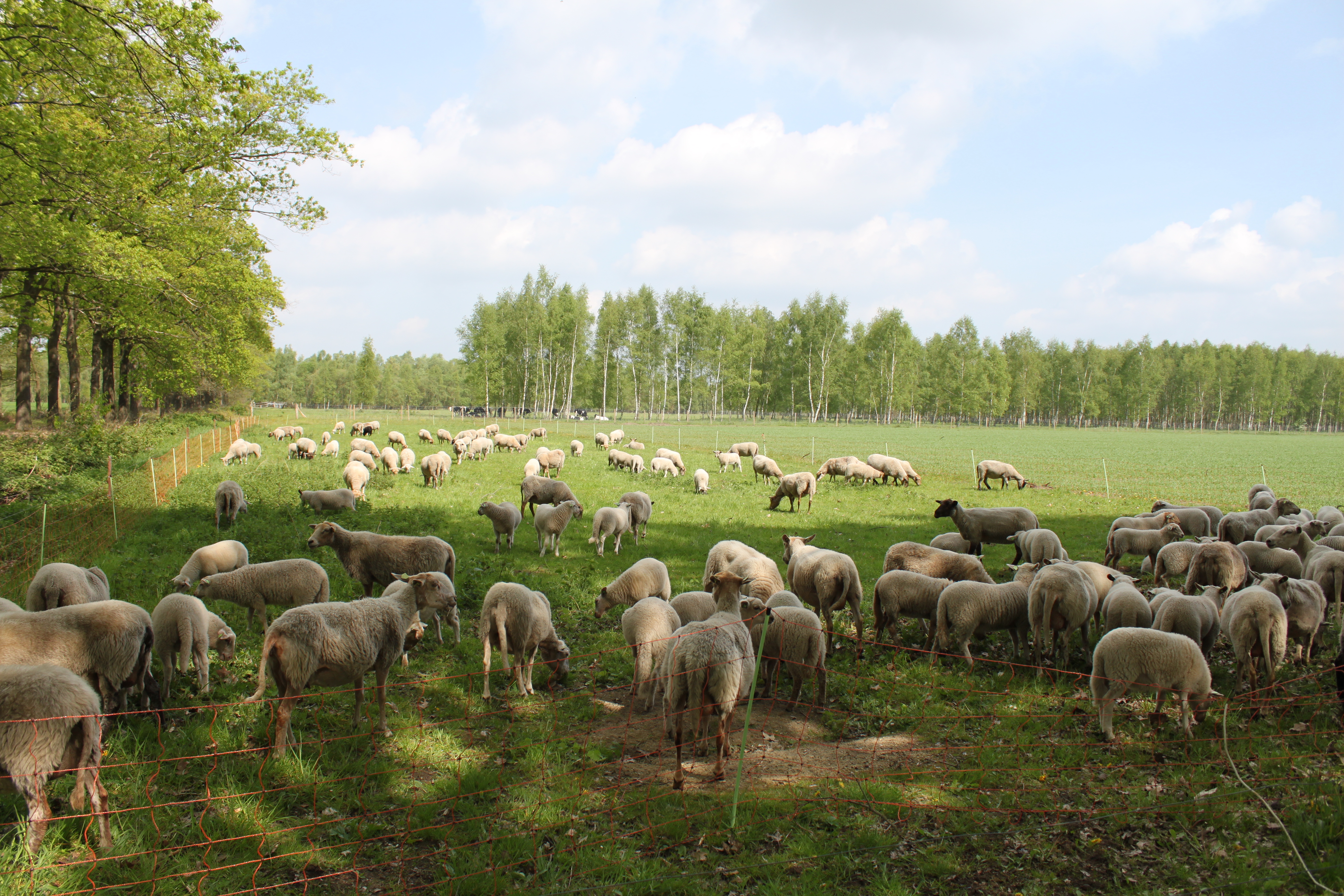 schapen in het raster