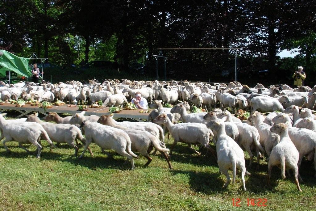 schapenlunch